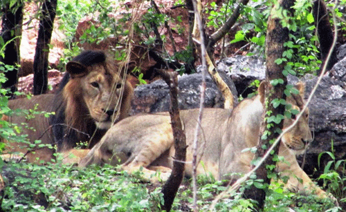 Asian Lion couple now together at Biological Park