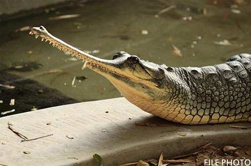 Gharial Catching Imaginary Prey