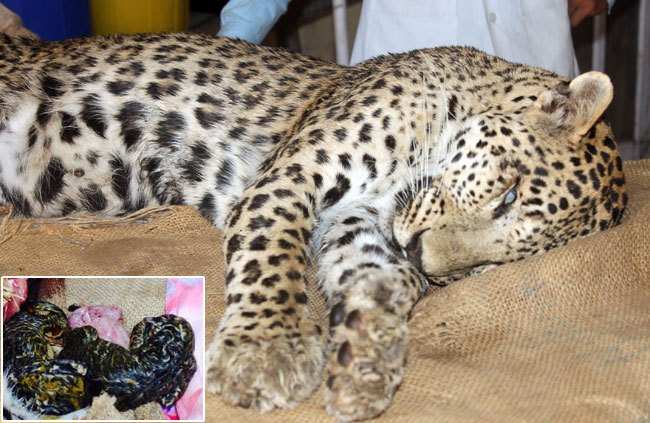 Dead female leopard found pregnant during postmortem