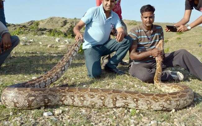15ft Long Python caught