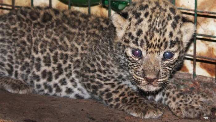 Two Leopard Cubs Rescued and Brought to Gulab Bagh