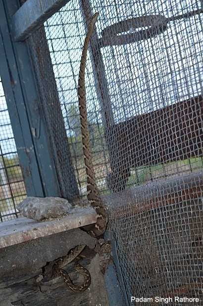Cat Snake rescued near Jeevan Tara Resort