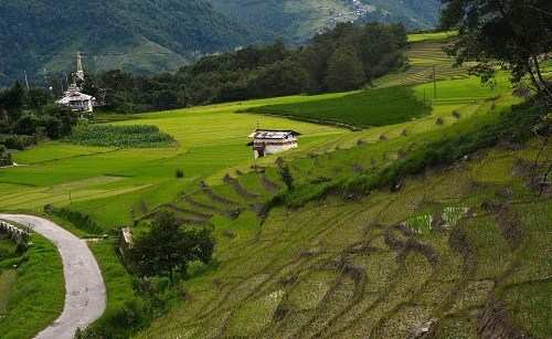 Spend the Monsoon in the North East | Ziro Valley beckons