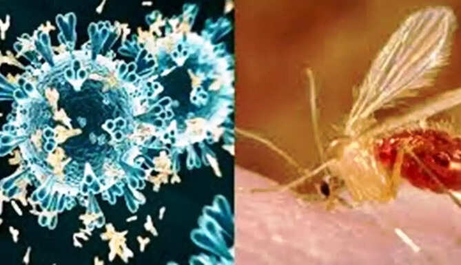 chandipura virus