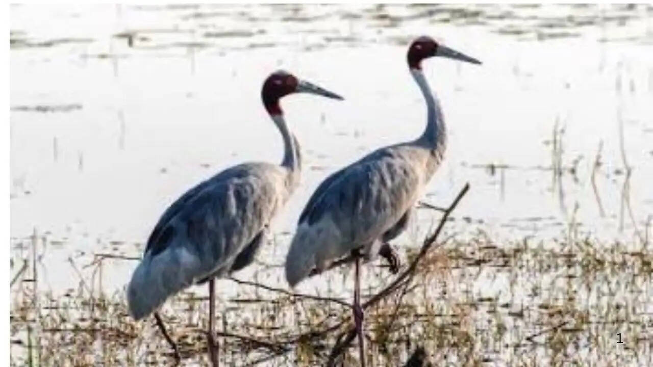 Hindustan Zinc biodiversity initiative at Baghdara Crocodile Conservation Reserve in Udaipur