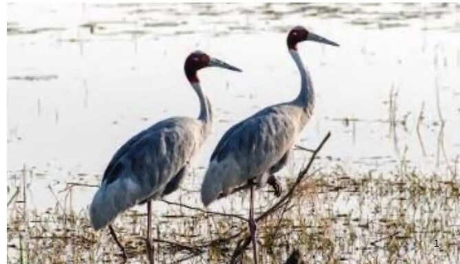 Hindustan Zinc biodiversity initiative at Baghdara Crocodile Conservation Reserve in Udaipur