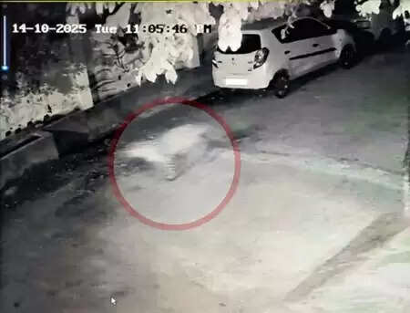 Leopard Spotted in Meera Colony, Udaipur – CCTV Captures Dog Escape