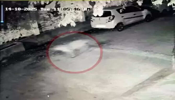 Leopard Spotted in Meera Colony, Udaipur &ndash; CCTV Captures Dog Escape
