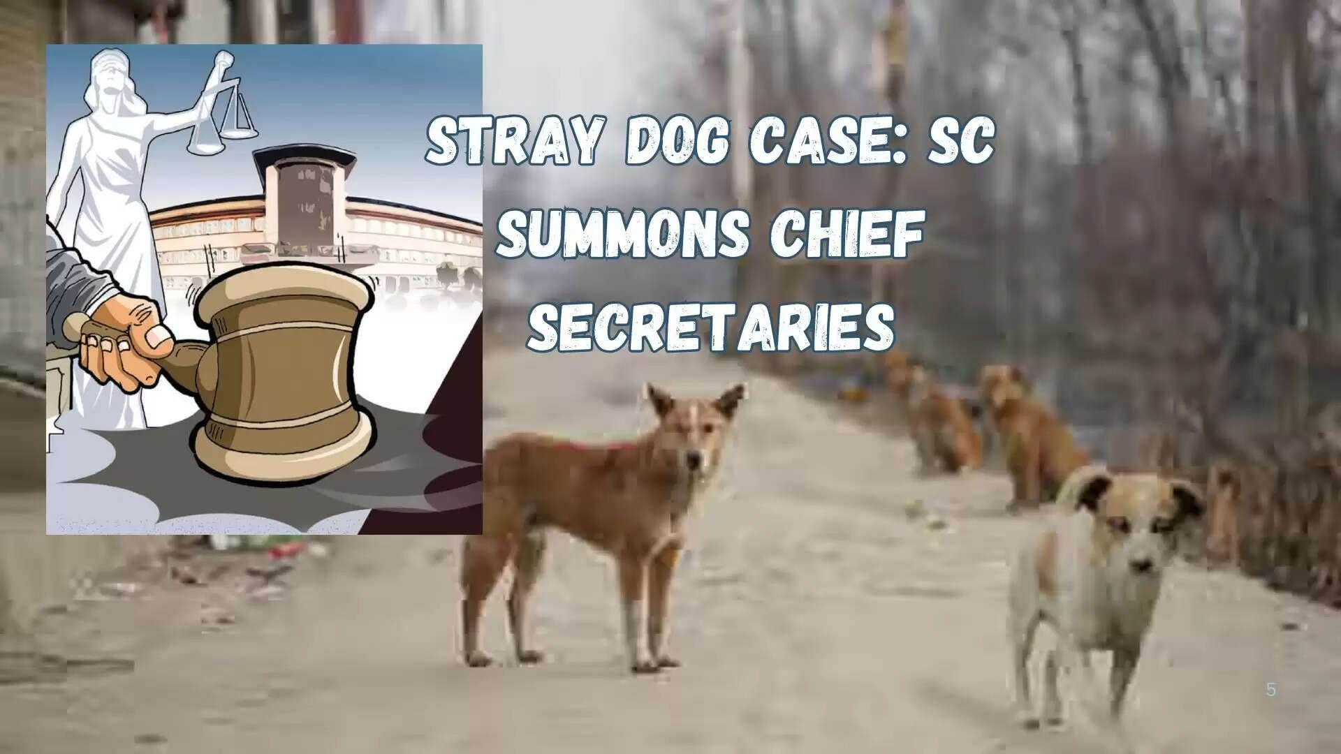 stray dog order