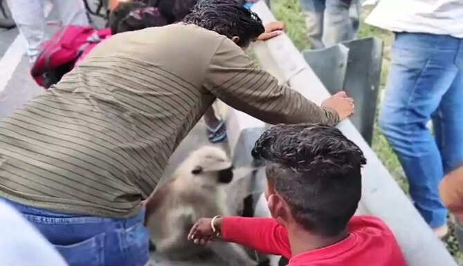 injured monkey