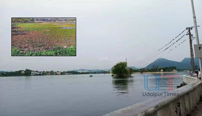 Fateh Sagar Lake Weed 