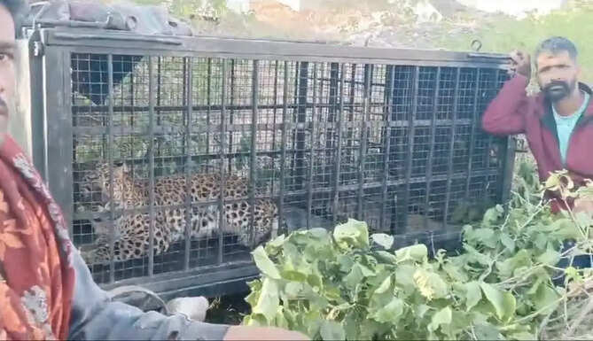 Leopard