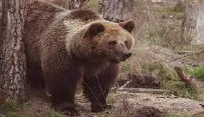 Bear