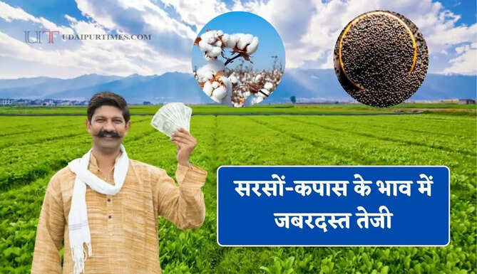 सरसों-कपास के भाव में जबरदस्त तेजी, देखें सभी मंडियों के नए रेट
