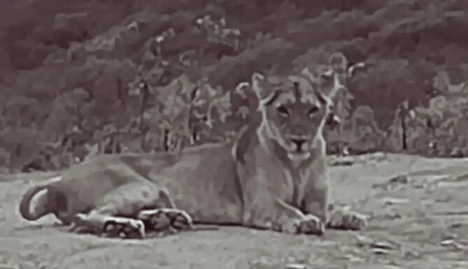Sajjangarh Lion Safari