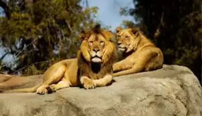 Lion Safari