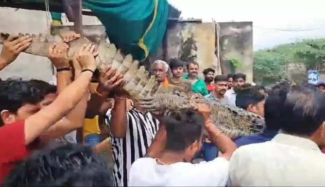 crocodile rescue