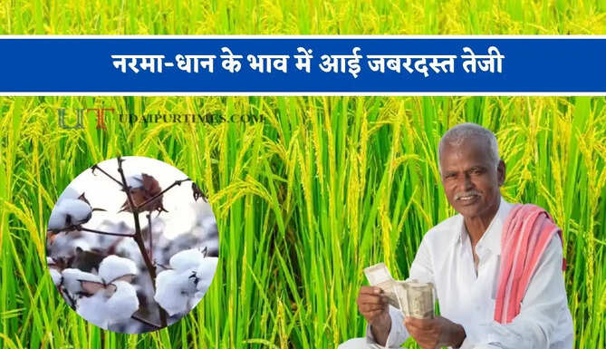 नरमा-धान के भाव में आई जबरदस्त तेजी, देखें सभी मंडियों के नए रेट