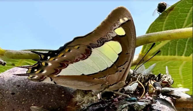butterfly