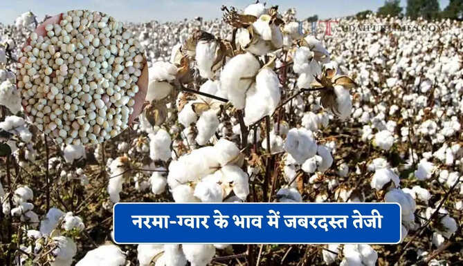 नरमा-ग्वार के भाव में जबरदस्त तेजी, देखें सभी मंडियों के नए भाव