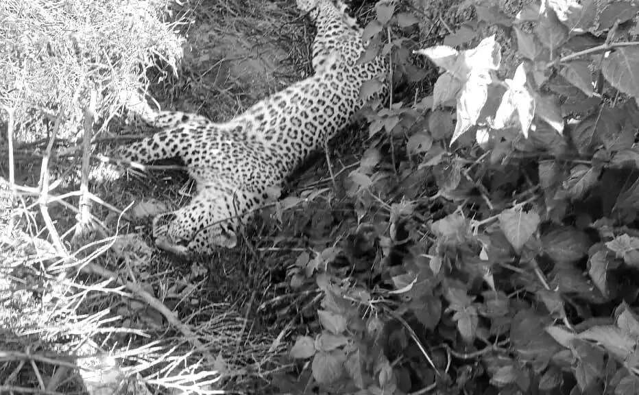 Panther electrocuted near transformer in Punawali village, Gogunda &mdash; Forest Department team at the site