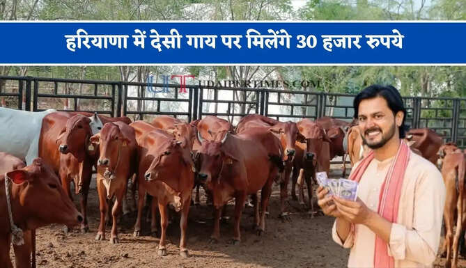 हरियाणा में देसी गाय पर मिलेंगे 30 हजार रुपये, किसानों को ड्रम खरीदने पर सरकार देगी 3 हजार रुपये