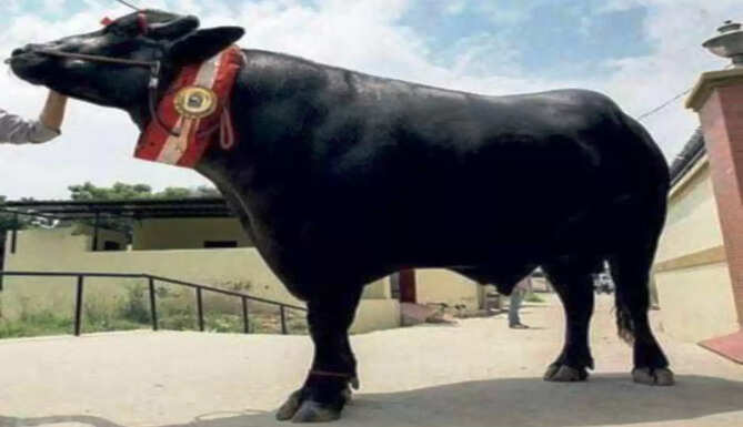 yuvraj