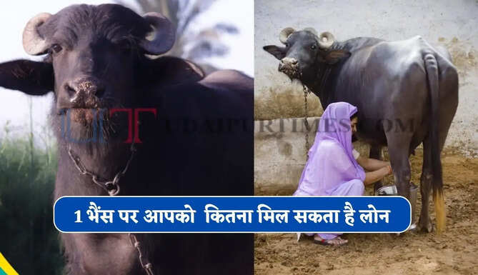 क्या आपके पास भी है 1 भैंस ? जाने कितना मिल सकता है आपको लोन, देखें पूरी जानकारी&nbsp;