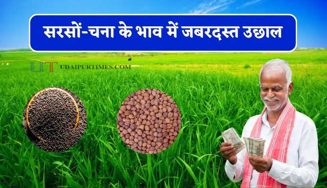 सरसों-चना के भाव में जबरदस्त उछाल, देखें सभी मंडियों के नए रेट