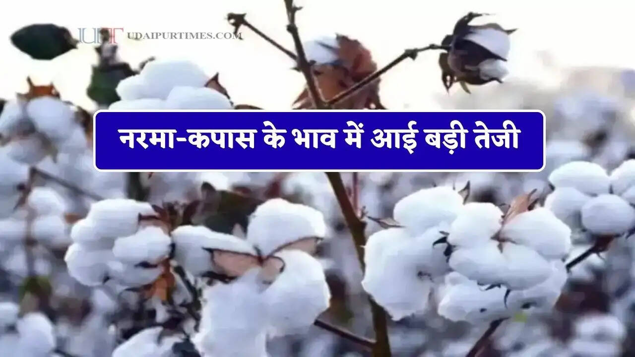 नरमा-कपास के भाव में आई बड़ी तेजी, देखें सभी मंडियों के नए रेट&nbsp;