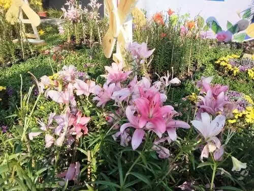 Flower Show 202\6 Udaipur