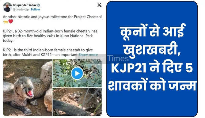 KJP21 give birth to 5 Cubs in Kuno National Park
