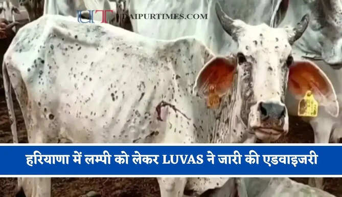 हरियाणा में लम्पी को लेकर LUVAS ने जारी की एडवाइजरी, ऐसे करें पशुओं का बचाव ?