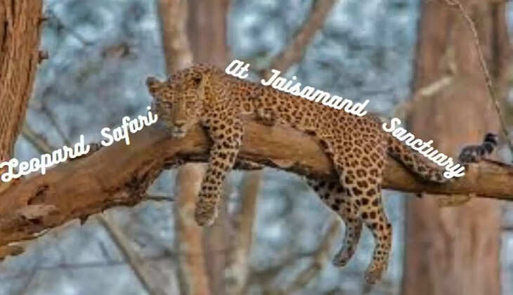 Leopard Safari at Jaisamand Sanctuary Udaipur