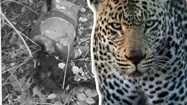 Leopard attack in  Udaipur Gogunda 