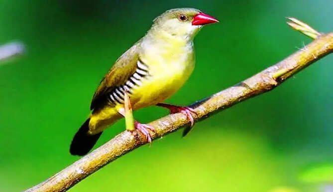 green muniya