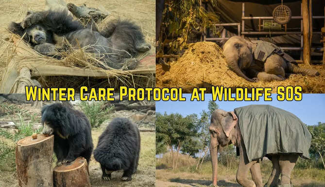 Wildlife SOS