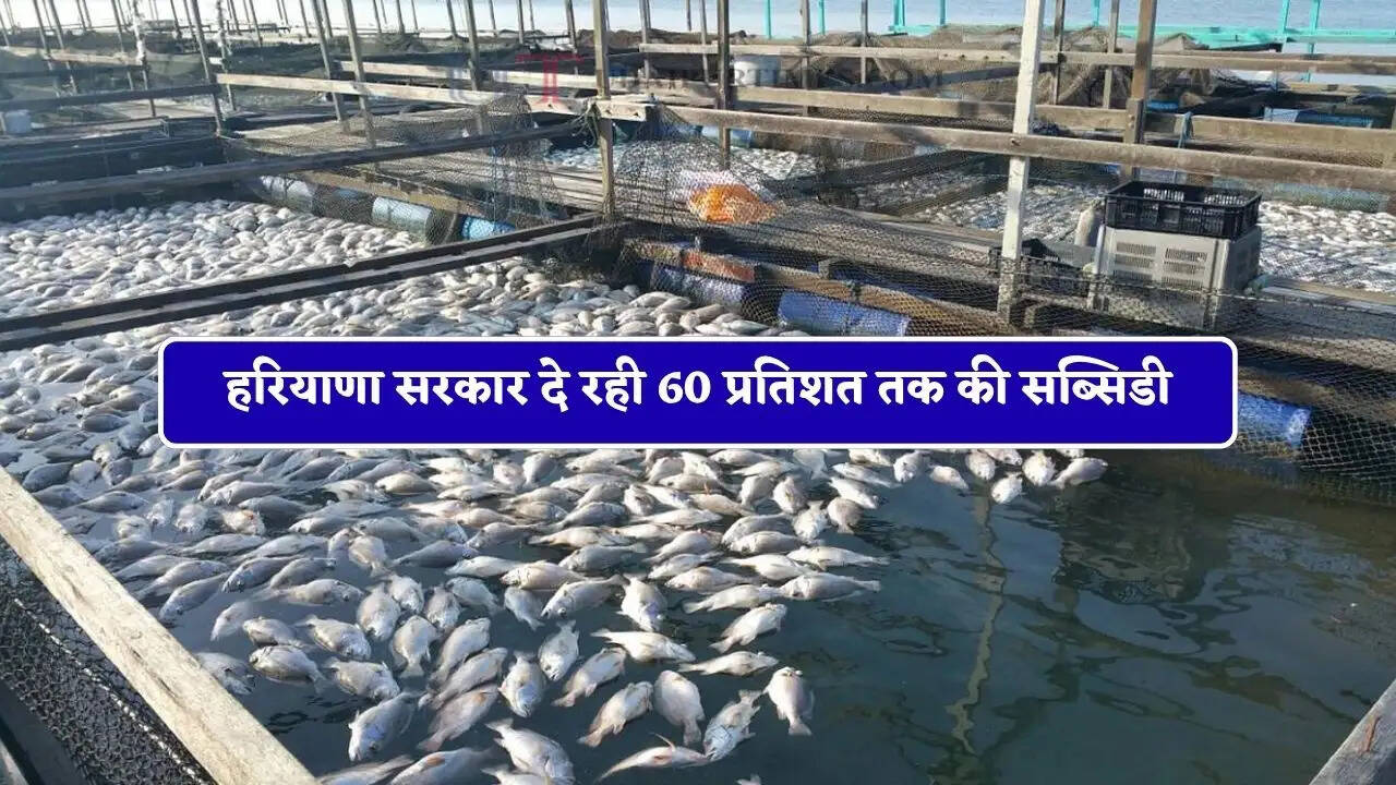 हरियाणा सरकार दे रही 60 प्रतिशत तक की सब्सिडी, जल्दी शुरू करें खुद का ये बिजनेस&nbsp;