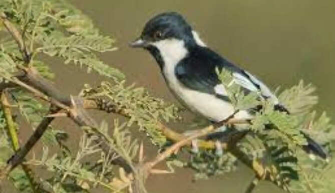 White Naped Tit