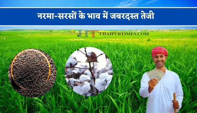 नरमा-सरसों के भाव में जबरदस्त तेजी, देखें सभी मंडियों के नए रेट
