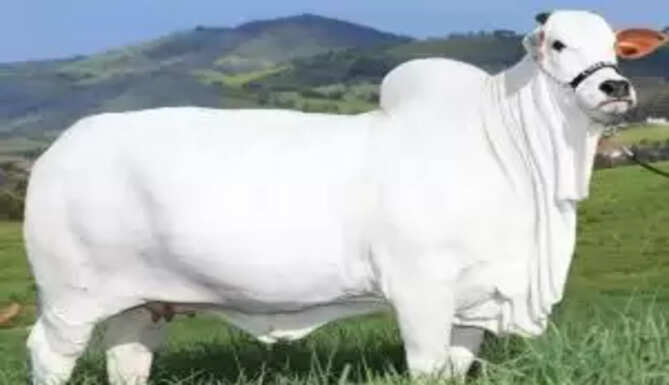 Ongole Cow
