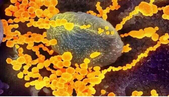 yellow fungus