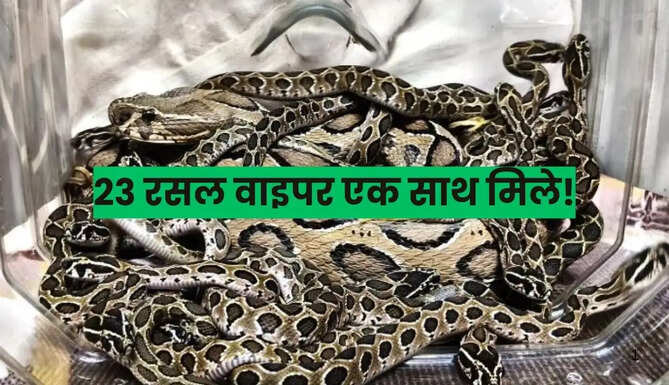 23 Russell&rsquo;s Vipers, including 22 newborns and their mother, rescued from a tube-well chamber