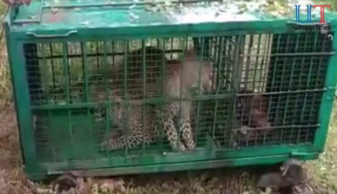 Panther pair sighted near udaipur matoon captured by forest department