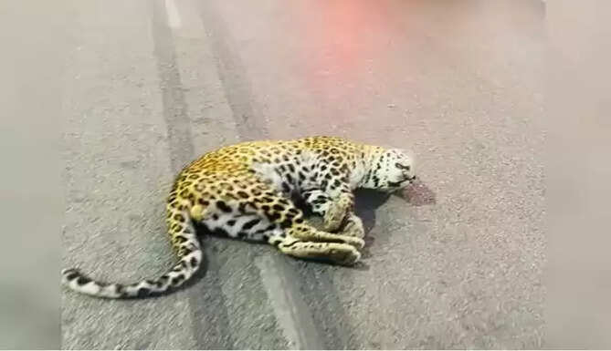 Leopard