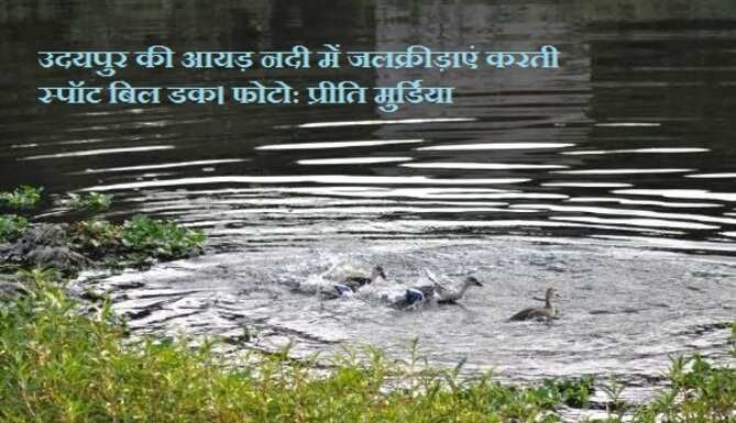 स्पॉट बिल डक को रास आया लॉकडाउन