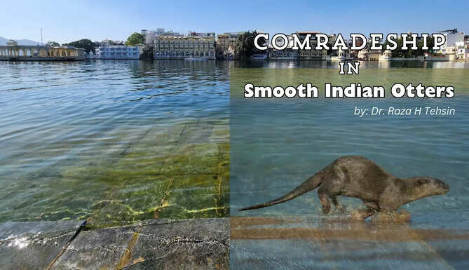 Comradeship In Smooth Indian Otters