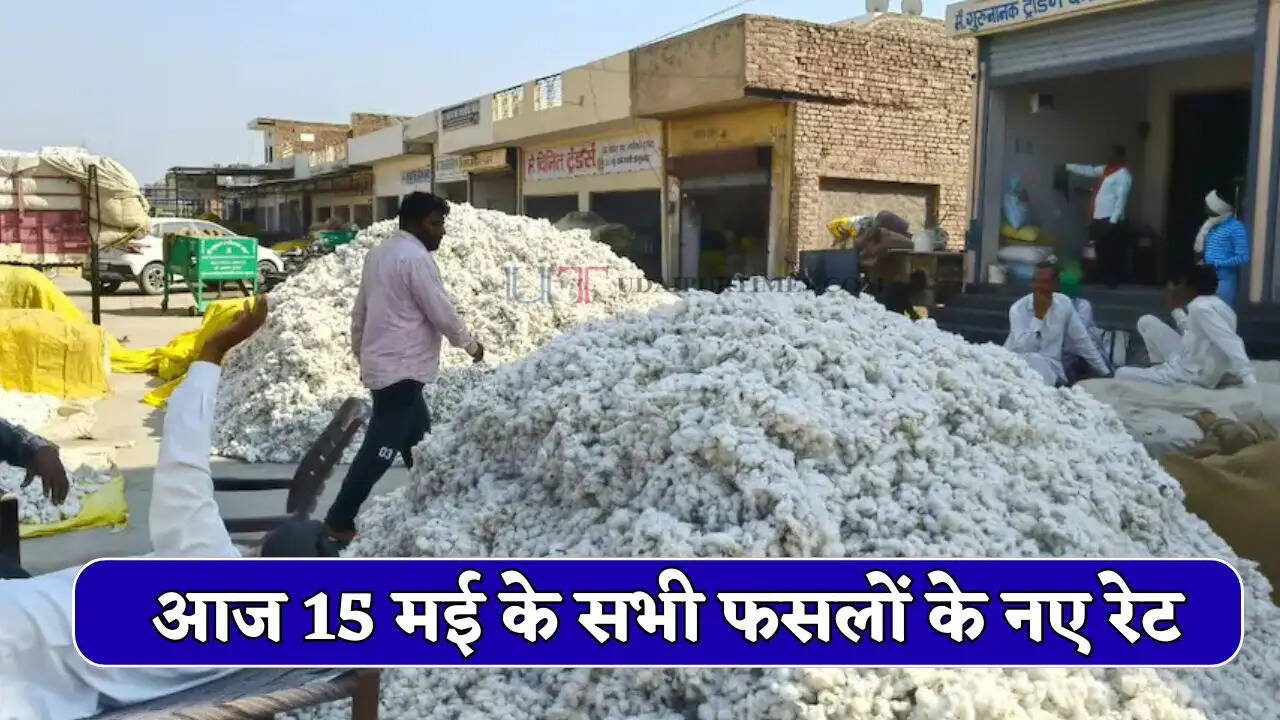 नरमें के भाव में आई बड़ी तेजी, आइए देखें आज 15 मई के सभी फसलों के नए रेट&nbsp;