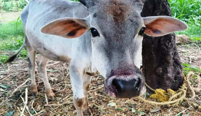 panther attack on cow