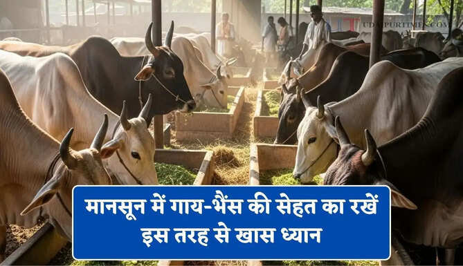 मानसून में गाय-भैंस की सेहत का रखें इस तरह से खास ध्यान, बाल्टी भर-भरकर मिलेगा दूध